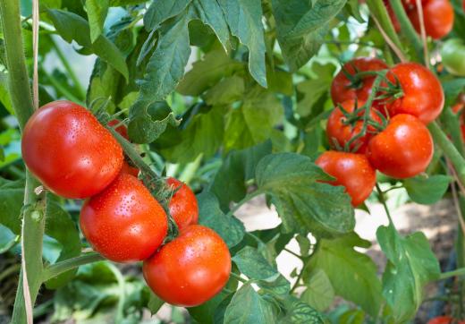 Slice fresh tomatoes for a crostini topping.