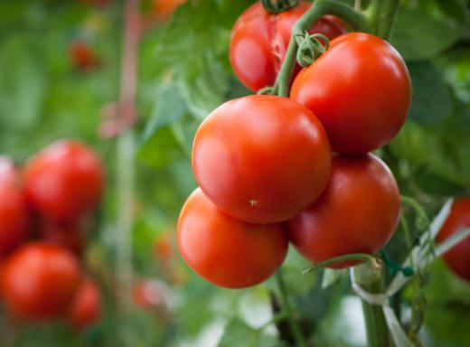 There are four common tomato plant diseases that can prevent farmers from harvesting ripe tomatoes.