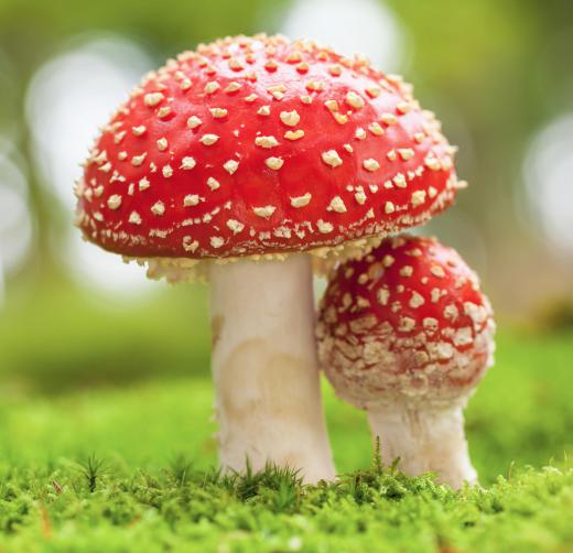 The silver birch sometimes forms a symbiotic relationship with the fly agaric toadstool.