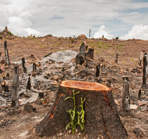 Natural habitats are threatened by deforestation.