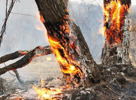 Soil conservationists may help to prevent forest fires.