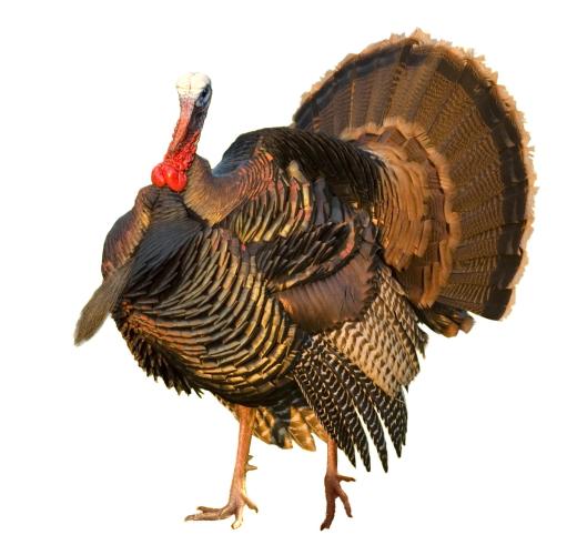 When turkeys are scared or excited—like when a male sees a female they’re interested in—the pale skin on their head and neck turns bright red, blue, or white.