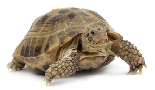 A turtle can make a good pet for an older child.