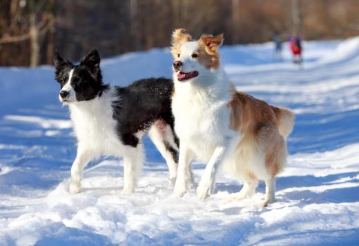 Partial heterochromia is common in certain dog breeds, including the border collie.