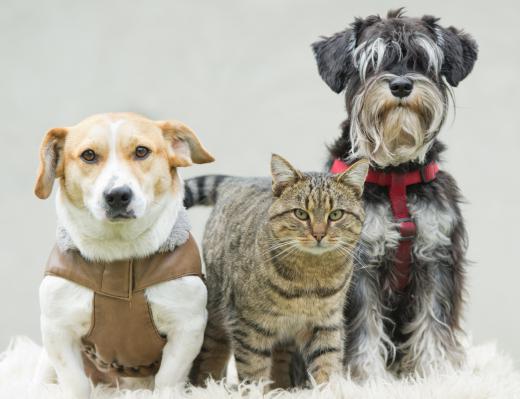 Check the requirements for importing a pet into a foreign country months before you go.