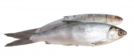 Fatty fish like sardines are good for people with Parkinson's.