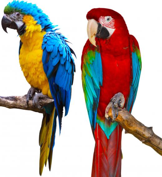 Macaws come in a variety of colors.