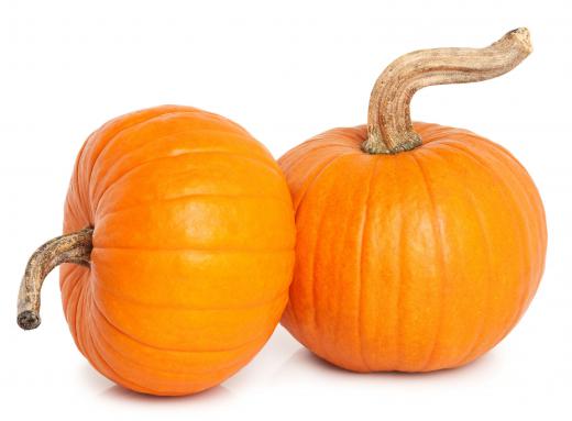 Jack-O-Lanterns are usually carved into pumpkins, though they can be carved into squash.