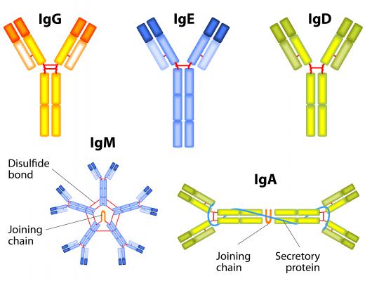 Immunoglobulin G is created by the immune system to help fight off disease.