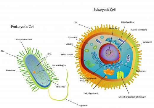 A prokaryotic cell usually doesn't have a nucleus.