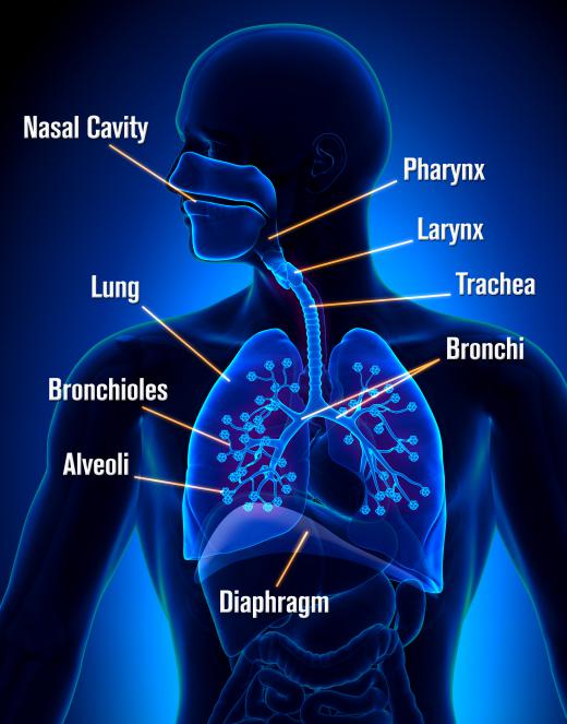 Both viruses and bacteria can cause infections in the respiratory tract.