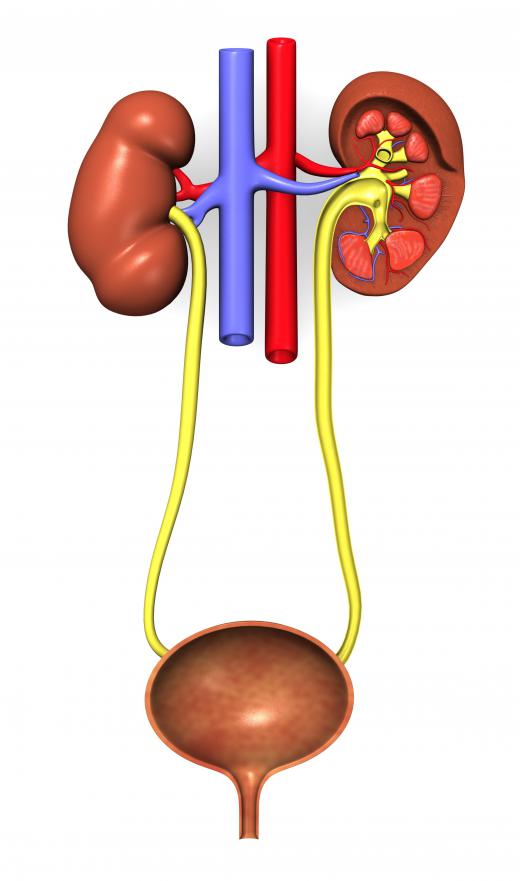 The human urinary tract, including the kidneys and bladder.