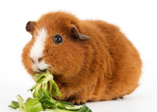 Guinea pigs are common sights at animal clinics.