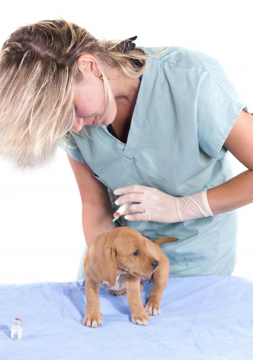 A vet vaccinating a puppy.