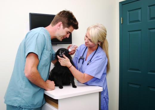 A vet assistant helping a vet treat a dog.