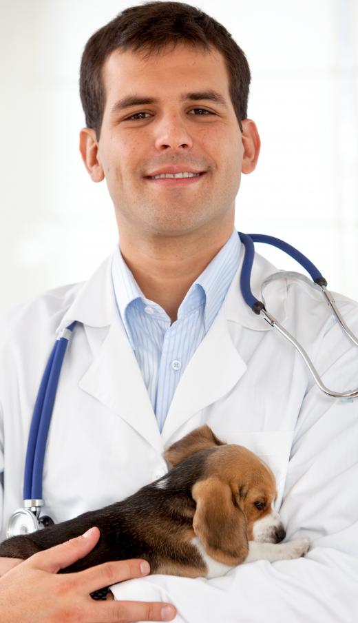 A veterinary tech holding a puppy.