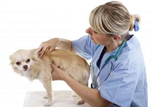 Common veterinary parasites include fleas, ticks and mites.