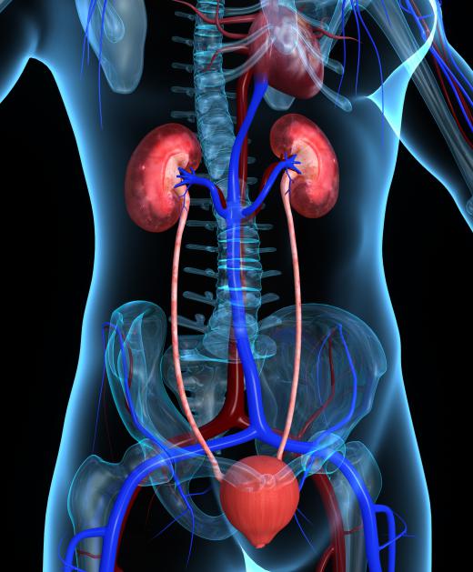 The right renal vein drains the right kidney, and the left renal vein drains the left kidney.