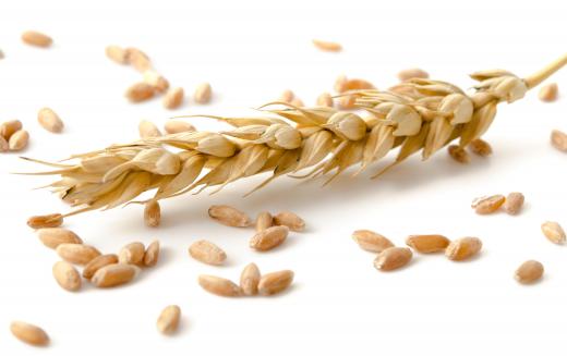 Wheat can be used to make penne noodles more nutritious.