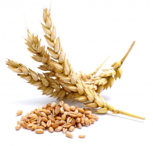 Wheat is a common food allergen.