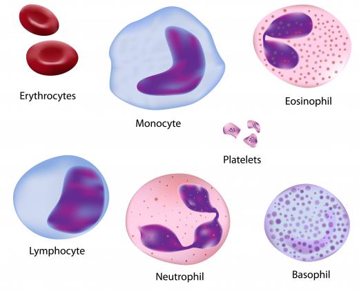 Specific types of white blood cells may be removed from blood during a transfusion.