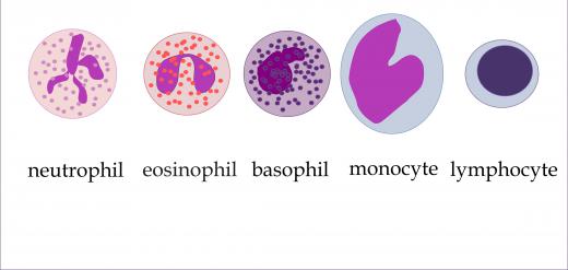 A diagram showing different types of white blood cells, including lymphocytes and monocytes.