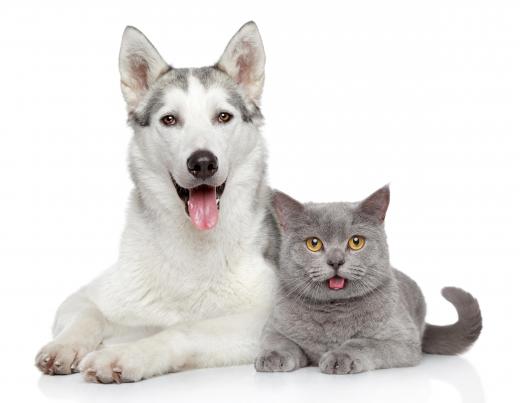 Some dental wipes are created for use on cats and dogs.