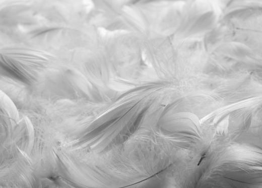 A down comforter is filled with feathers from geese or duck.