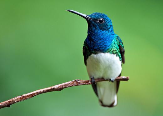 Over 25% of female Jacobin hummingbirds have evolved to have brightly-colored male-type plumage, in order to avoid aggression from males and access more food.