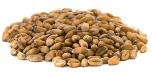 Wheat berries, which are sometimes included in bread maker mixes.