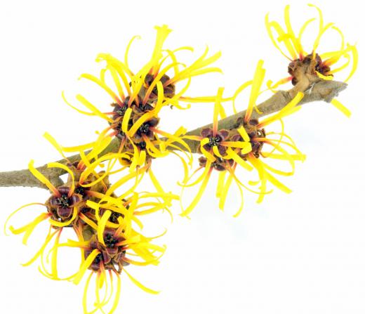 Witch hazel can be an effective cold sore treatment.