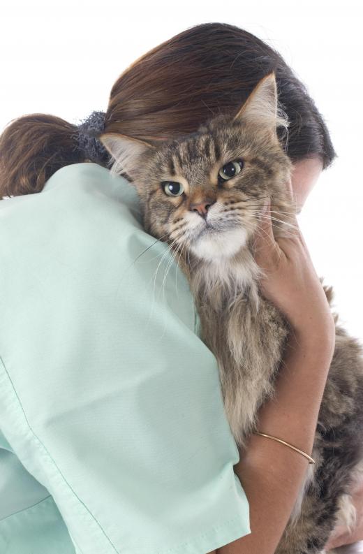 Cats can develop upper respiratory infections, which behaves similar to a cold for a human.