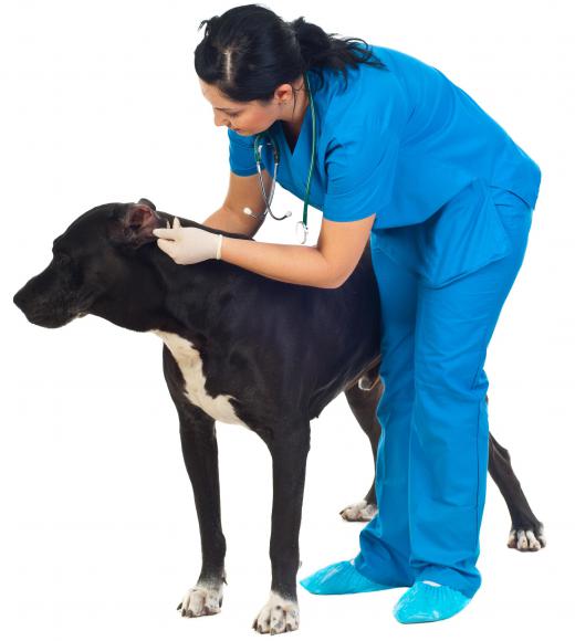 Some vets will only treat dogs and cats.