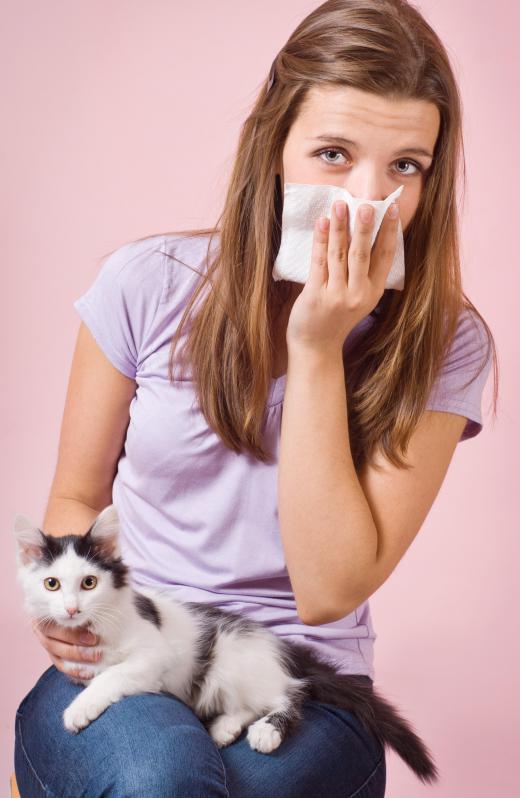 A misting fountain may offer some relief from airborne allergens such as pet dander.