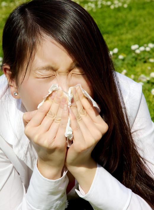 Spigelia anthelmia may be used to treat the common cold.