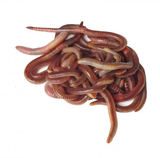 Earthworms may help facilitate the composting process by aerating and providing nutrients to the soil.