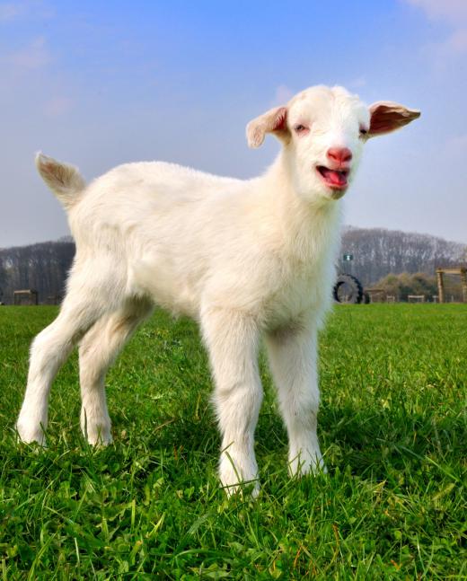 Woven wire agricultural fencing can be used to keep small animals, like goats, penned in.