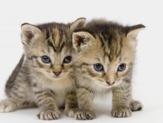 Cats can spread toxoplasmosis through their feces.