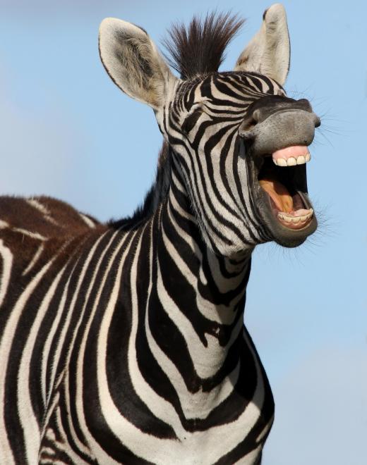 An equine veterinarian might treat zebras.