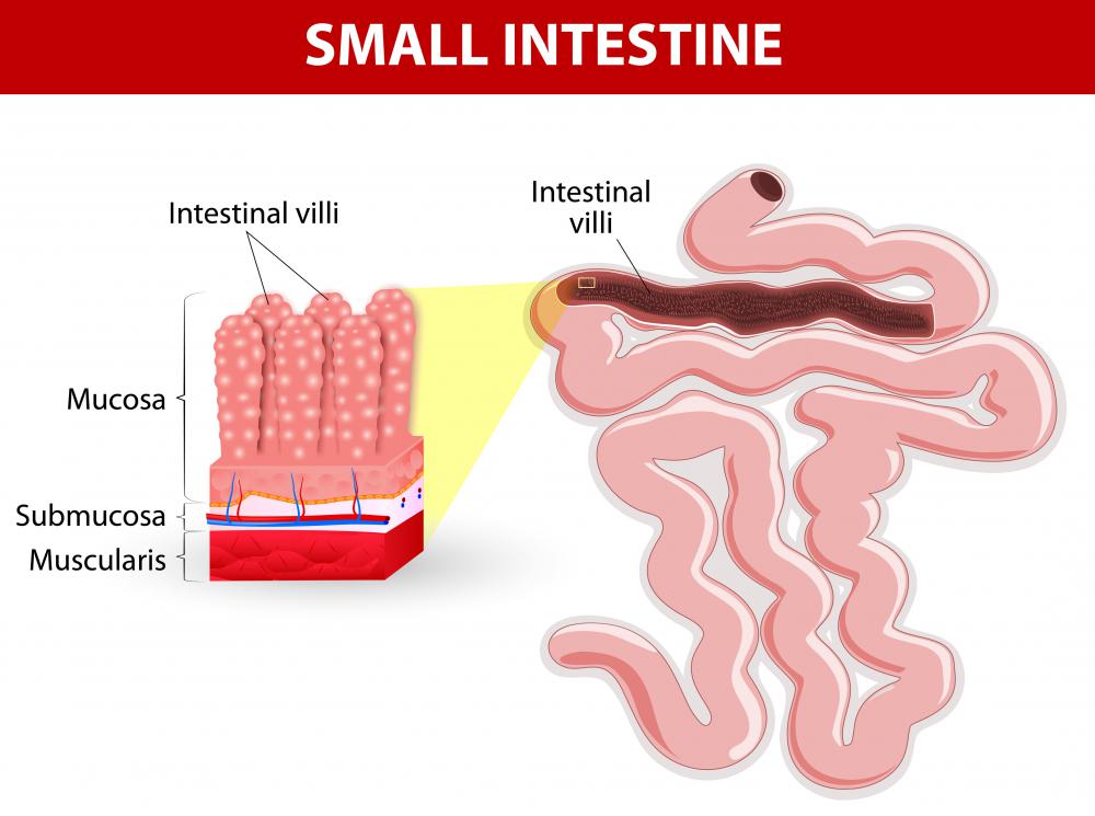 What is an Enterocyte? (with pictures)