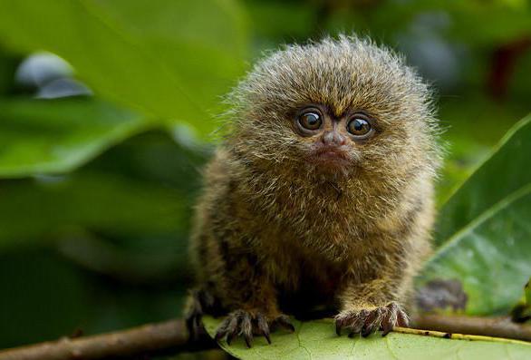 owning a marmoset monkey