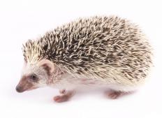 Can I Keep a Hedgehog As a Pet? (with picture)