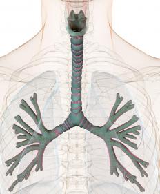 What is a Bronchus? (with pictures)