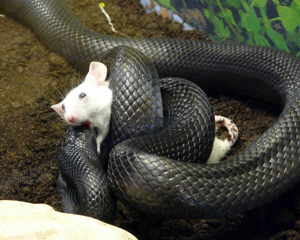 snake-catches-mouse.jpg