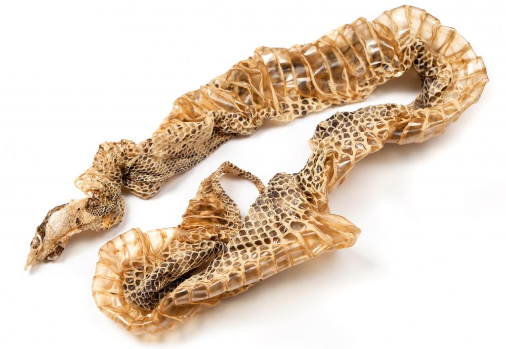 Why do Snakes Shed Their Skins? (with pictures)