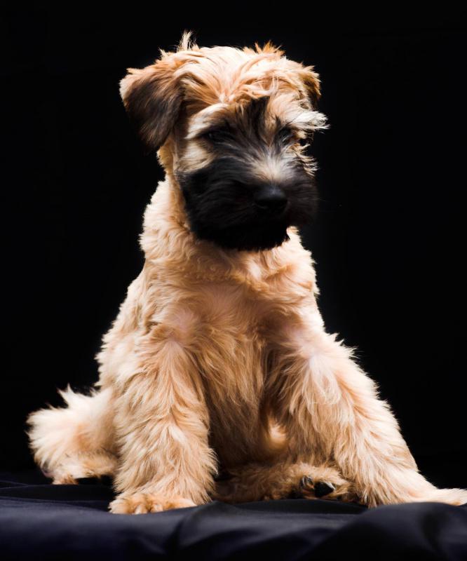 wheaten terrier mix hypoallergenic