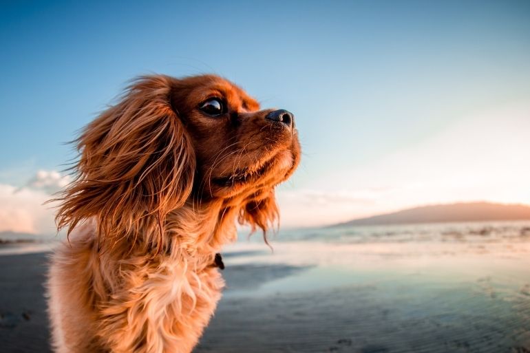 emotional support dog