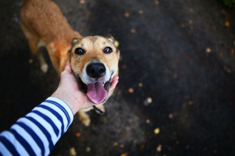 emotional support animal
