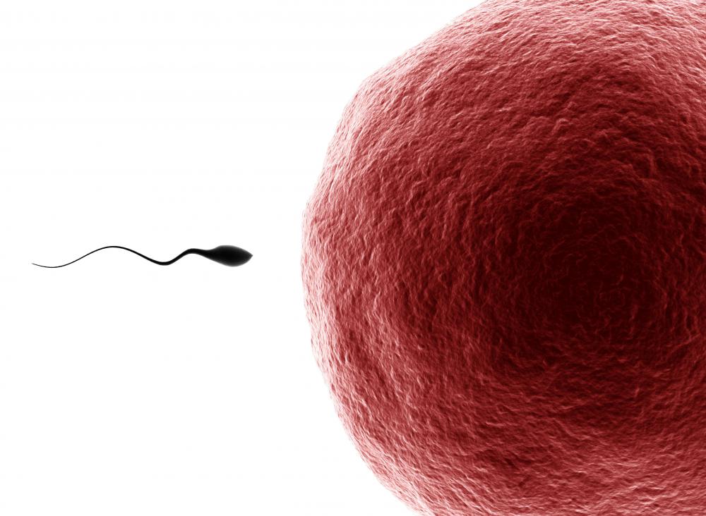 What Is The Difference Between Sperm And Semen With Pictures