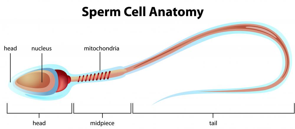 Characteristics sperm cell